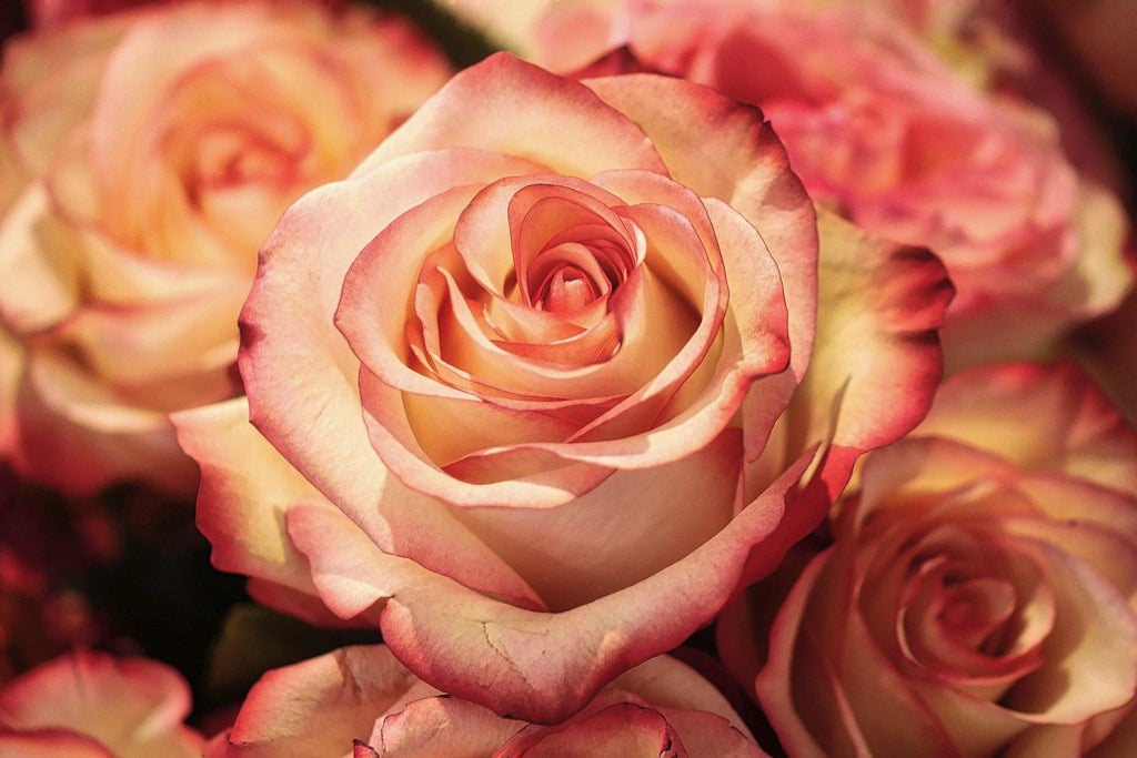 Pétales de roses pack mariage